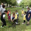 Нови дръвчета се появиха в Градския парк в Нова Загора