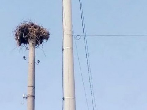 Първият щъркел пристигна в село Пъдарево и донесе пролетно настроение