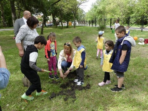 Нови дръвчета се появиха в Градския парк в Нова Загора